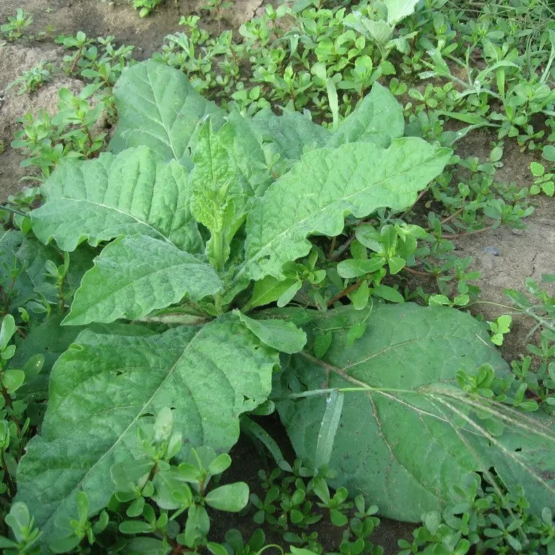 1000 Jasmine Flowering Tobacco Seeds – Nicotiana alata
