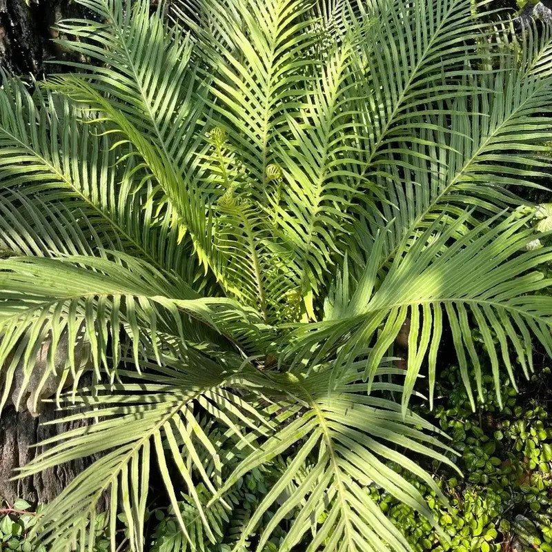 5 Bamboo Palm - Chamaedorea Seifrizii Seeds