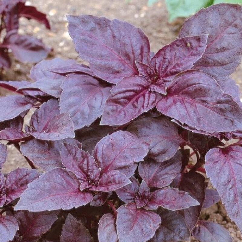 200 Basil Herb Seeds | Non-GMO