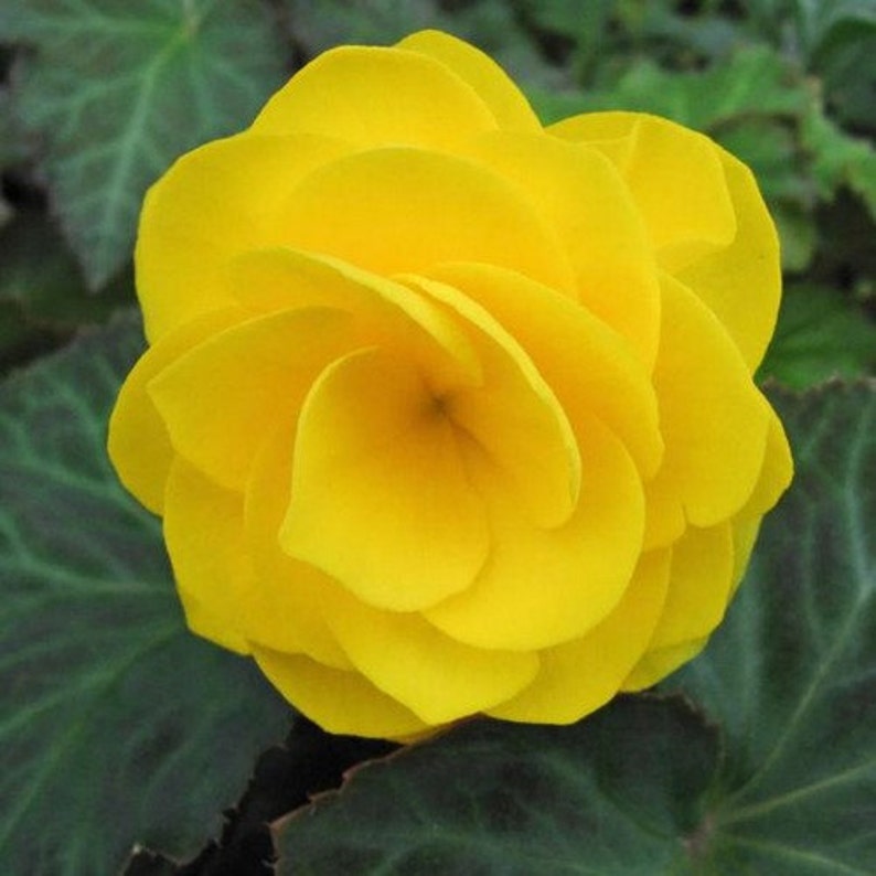 Begonia Double Yellow Flower Seeds