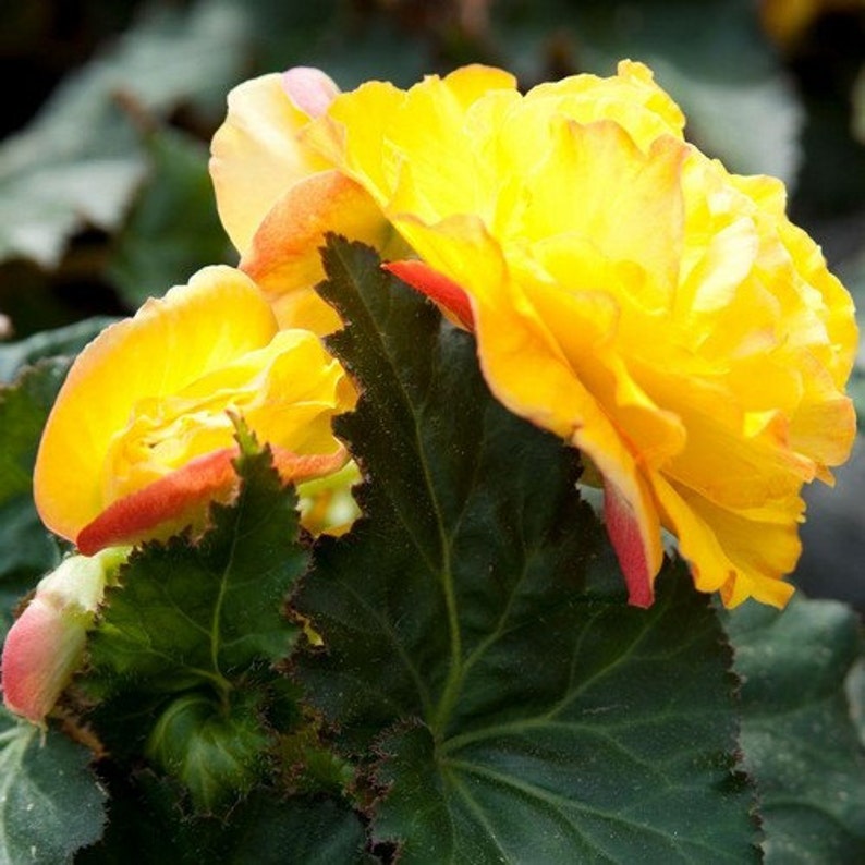 Begonia Double Yellow Flower Seeds
