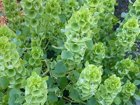 Close-up of green leafy plants with water droplets on a natural background