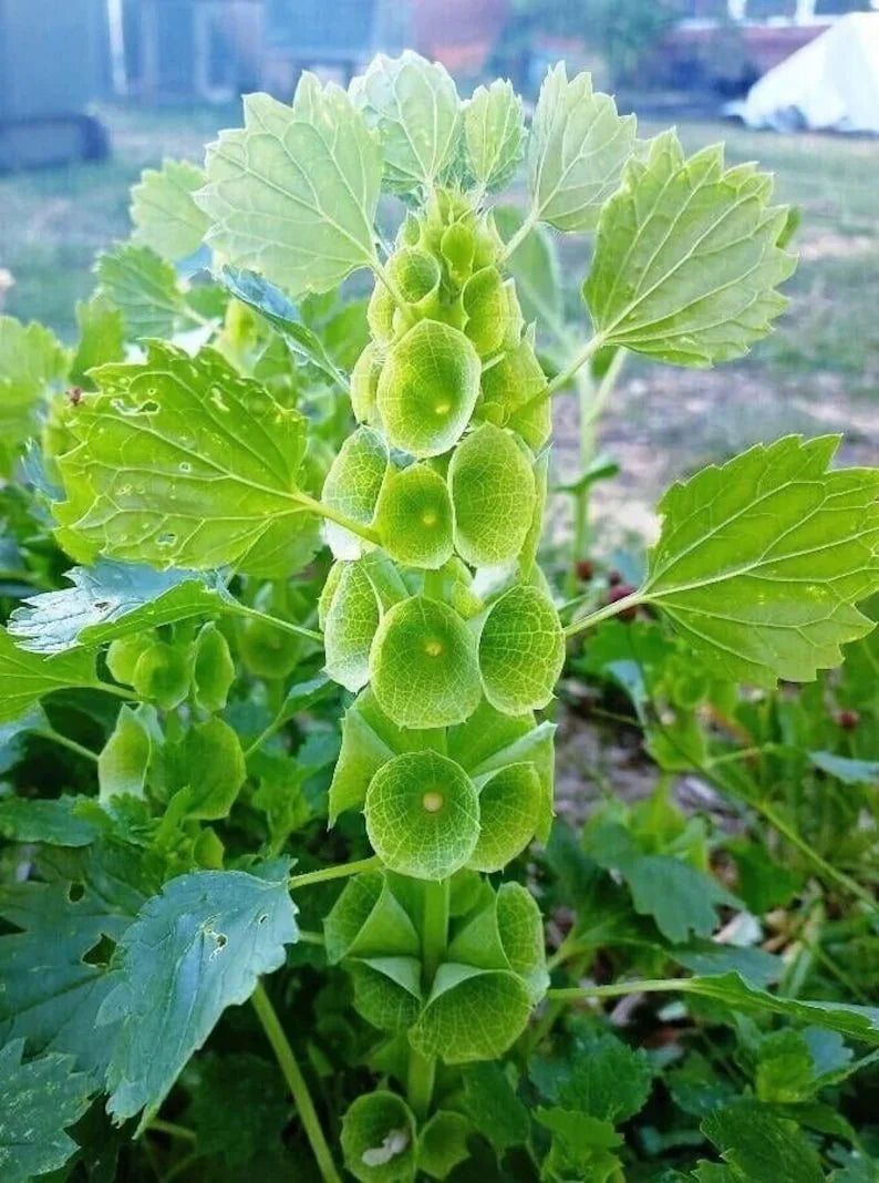 Green plant with unique flower structure in a natural setting