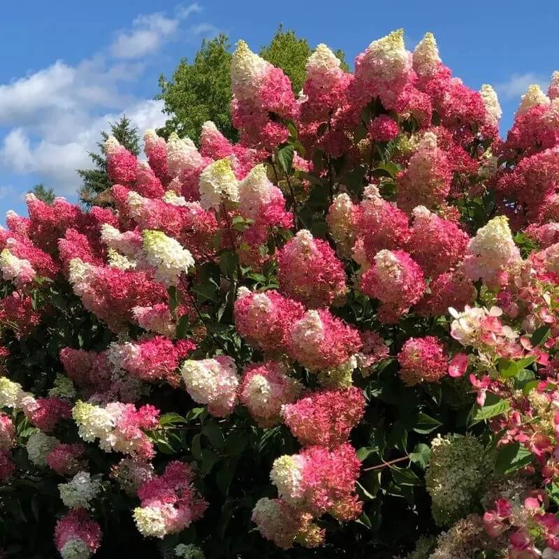 5 Hydrangea Seeds β Garden-Ready Perennial Beauty