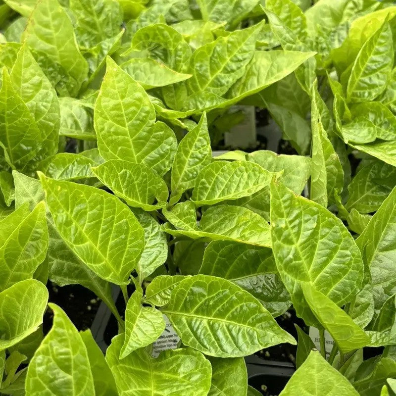 Bhut Jolokia Ghost Pepper β 3 Live Plants | Super Hot