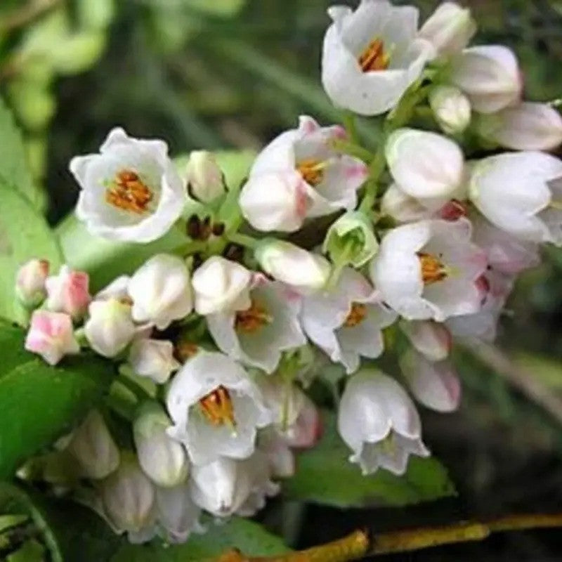Close-up of white flowers with green leaves on a blurred natural background