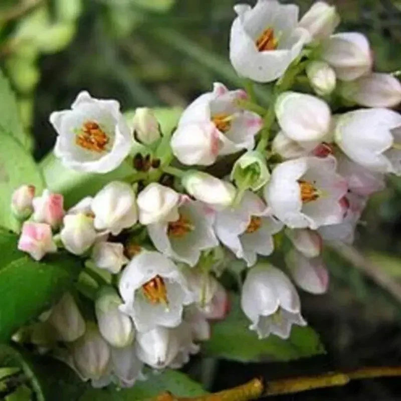 Close-up of white flowers with green leaves on a blurred natural background