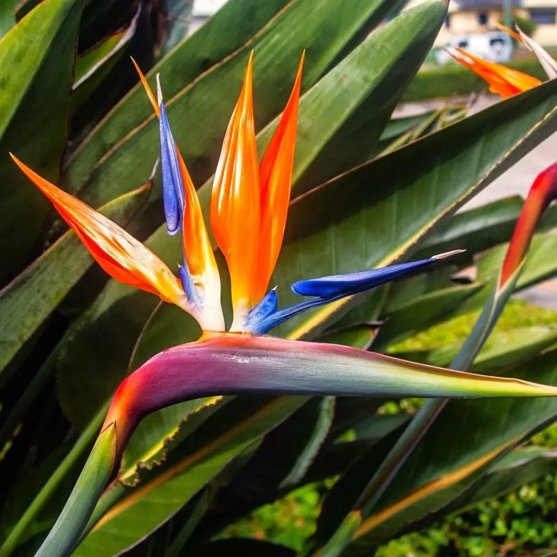Close-up of Orange Bird of Paradise bloom showing vivid tropical colors