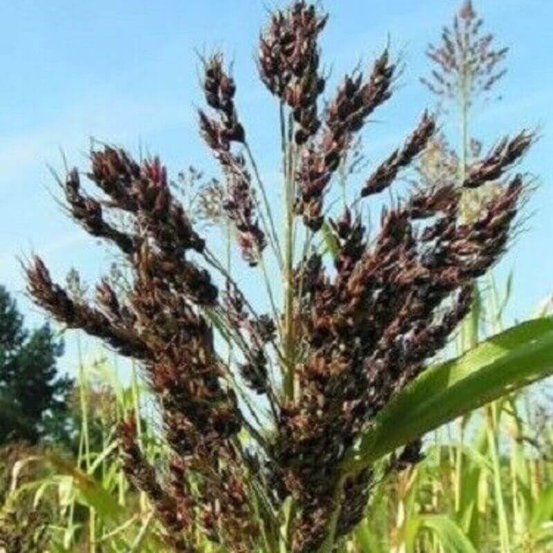 50 Black Amber Cane Sorgham Seeds