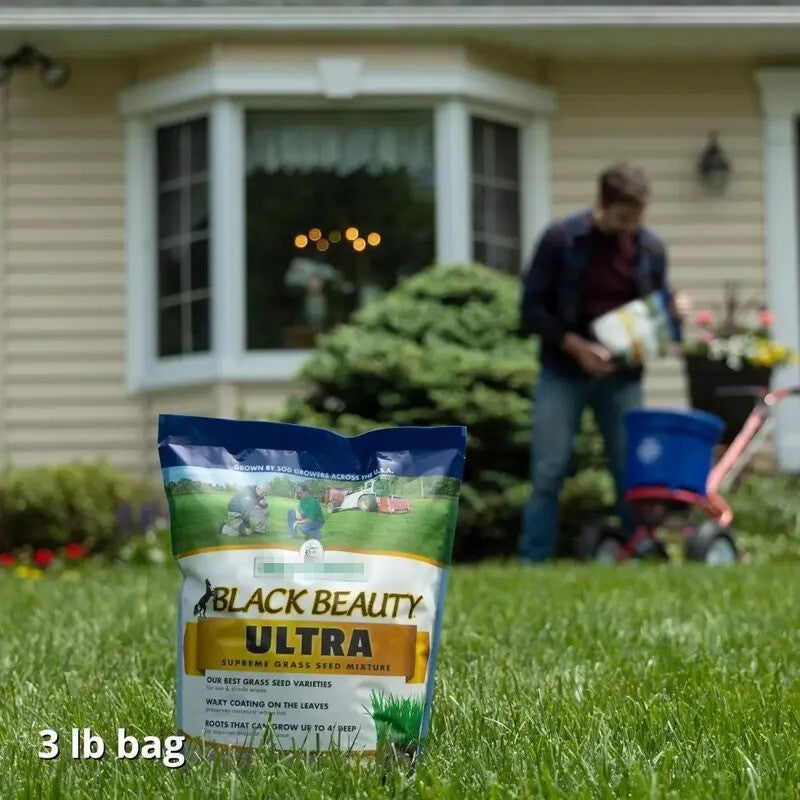 Black Beauty Ultra Grass Seeds