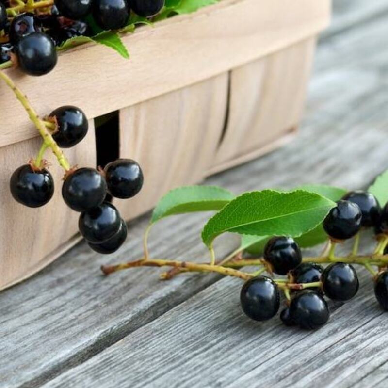 15 Black Cherry Tree Seeds - Prunus Serotina