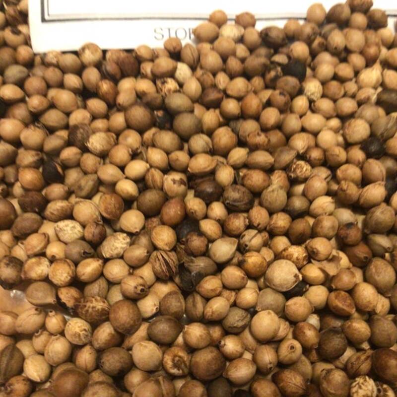 15 Black Cherry Tree Seeds - Prunus Serotina