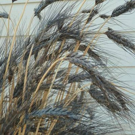 Close-up of dried grasses against a light background