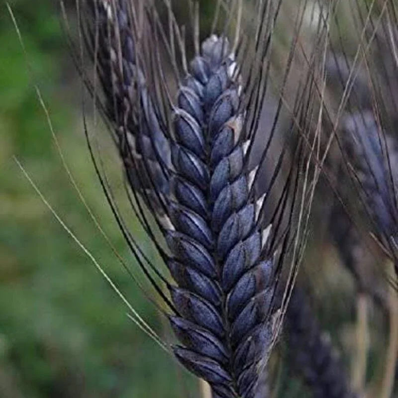 Close-up of a wheat ear with a blurred green background