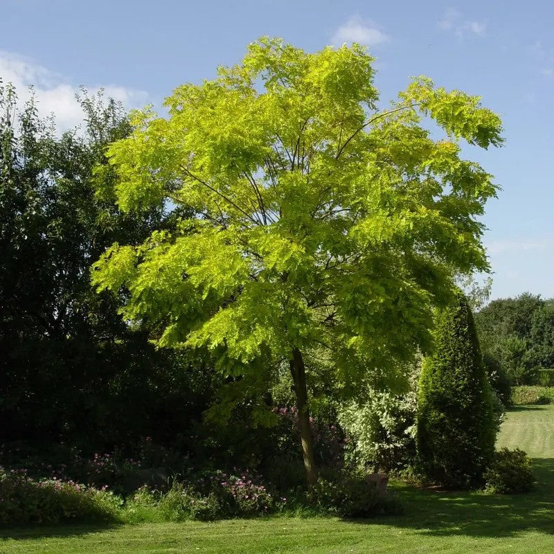 Robinia pseudoacacia tree with golden green leaves in garden