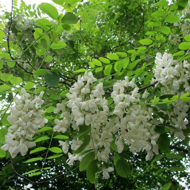 Robinia pseudoacacia flowers hanging from branches
