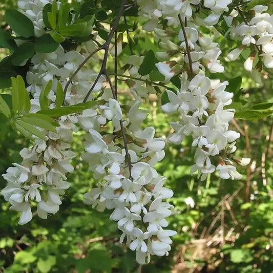 Black locust tree white blossoms in full bloom