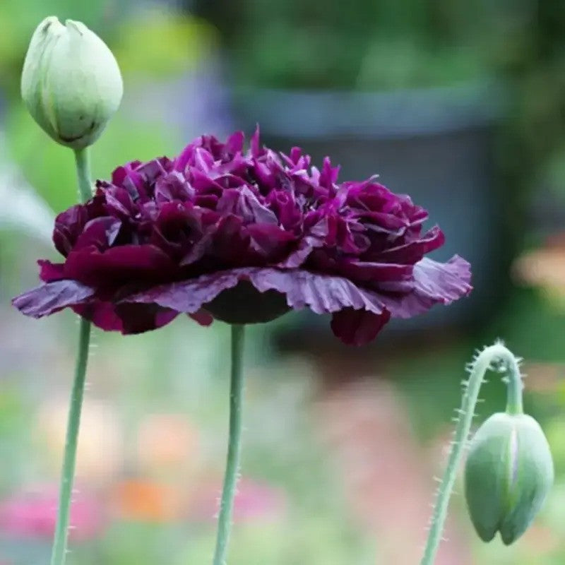 100 Black Peony Poppy Seeds