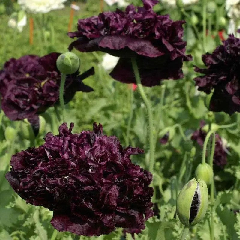 Close-up of dark purple flowers with green buds against a blurred green background