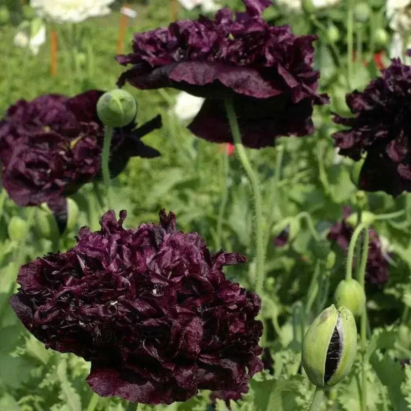 Close-up of dark purple flowers with green buds against a blurred green background