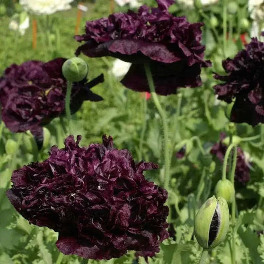 Close-up of dark purple flowers with green buds against a blurred green background