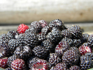 50 Organic Raspberry Seeds