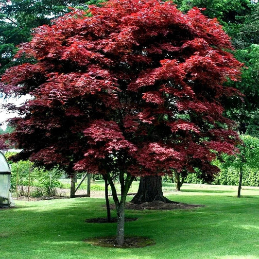Bloodgood Japanese Maple Tree Seeds