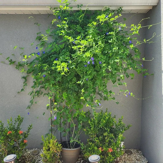 Blue Butterfly Pea Vine Seeds β Clitoria ternatea