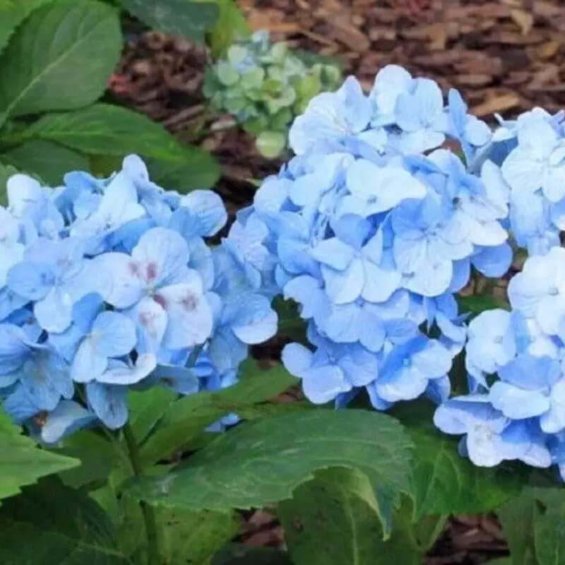 5 Hydrangea Seeds β Garden-Ready Perennial Beauty