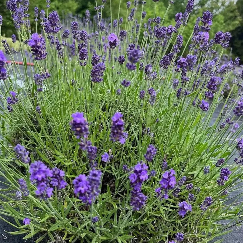 Lavender Live Plants – Fragrant Spa Herb | Well-Rooted Plugs