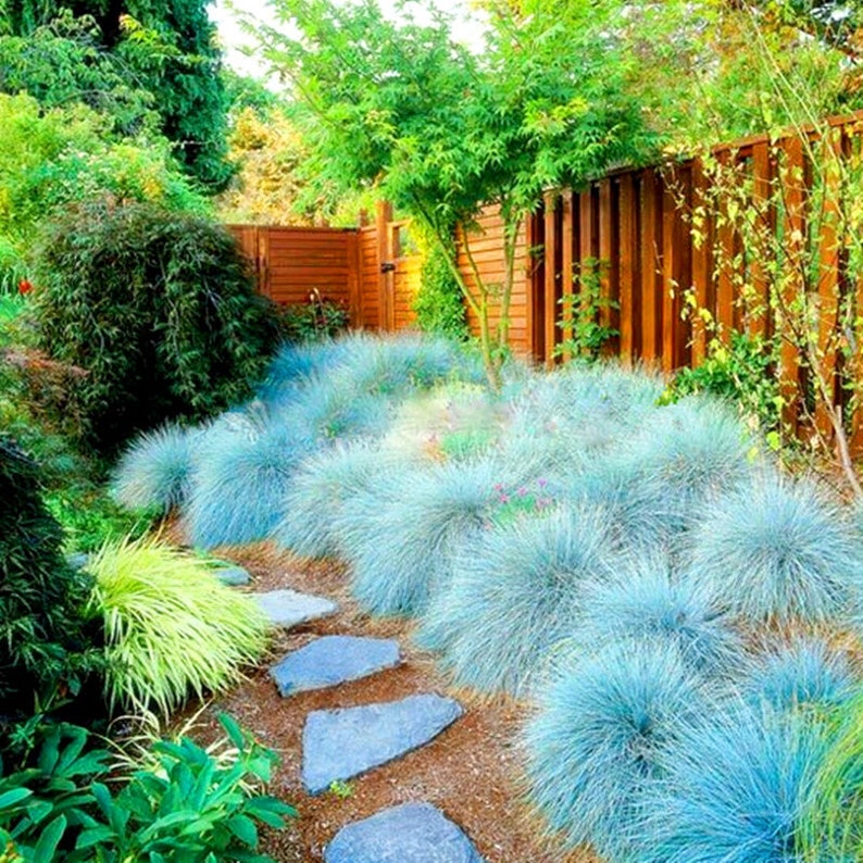 Garden with blue grasses, stepping stones, and a wooden fence.