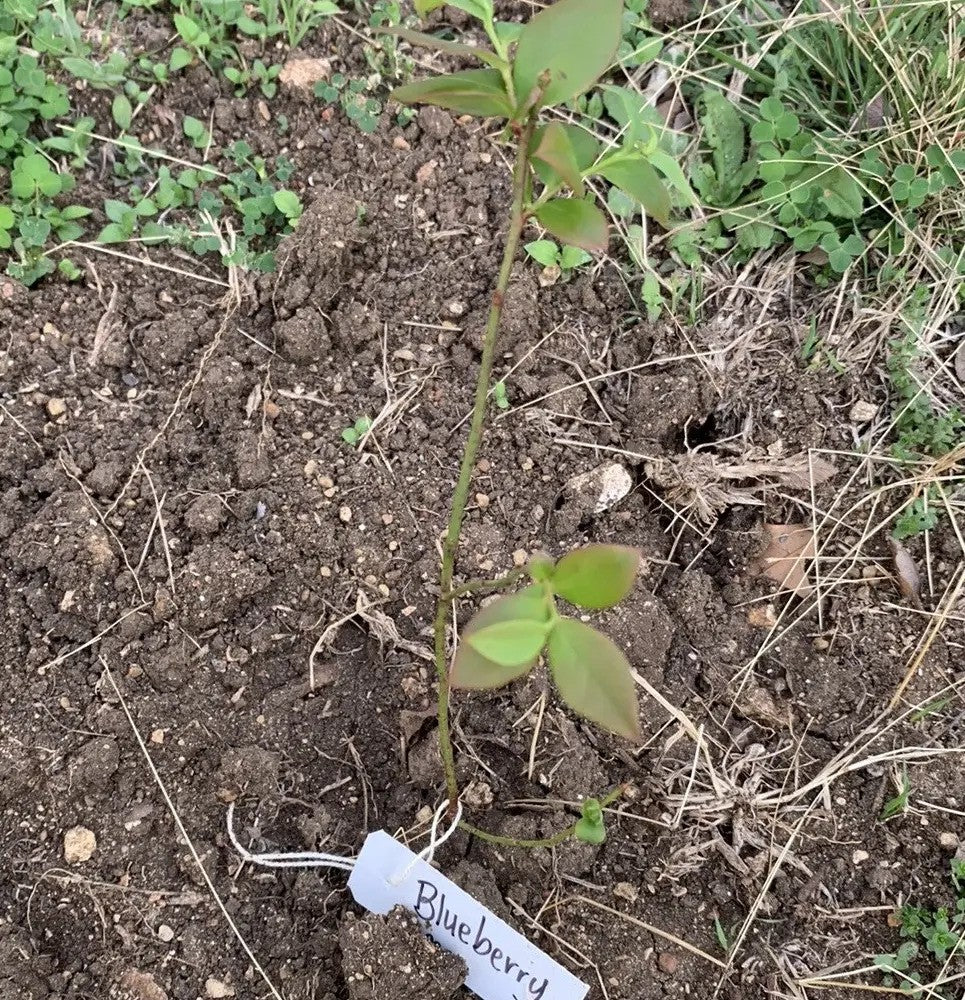 Young blueberry seedling growing in soil