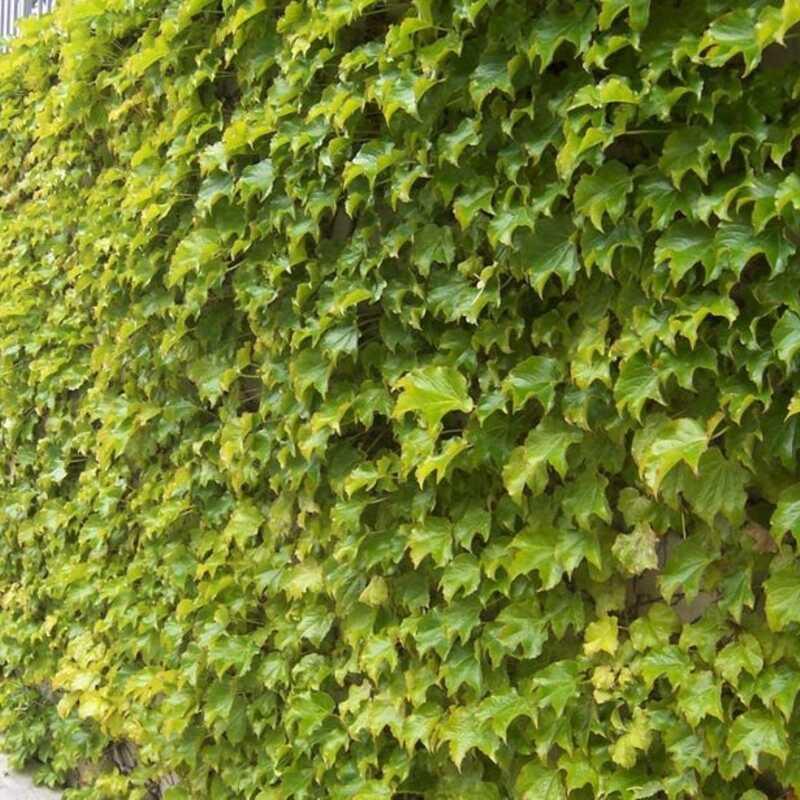 15 Boston Ivy Seeds – Parthenocissus tricuspidata | Fast-Growing Climbing Vine