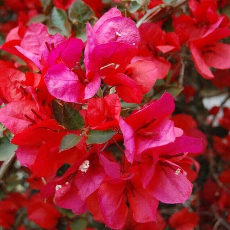 1 San Diego Red Live Bougainvillea Starter Plug