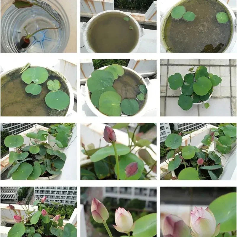 Collage of images showing the growth of a water lily plant in a container.