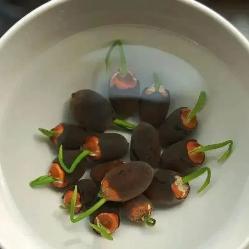 Black seeds with green sprouts in a white bowl