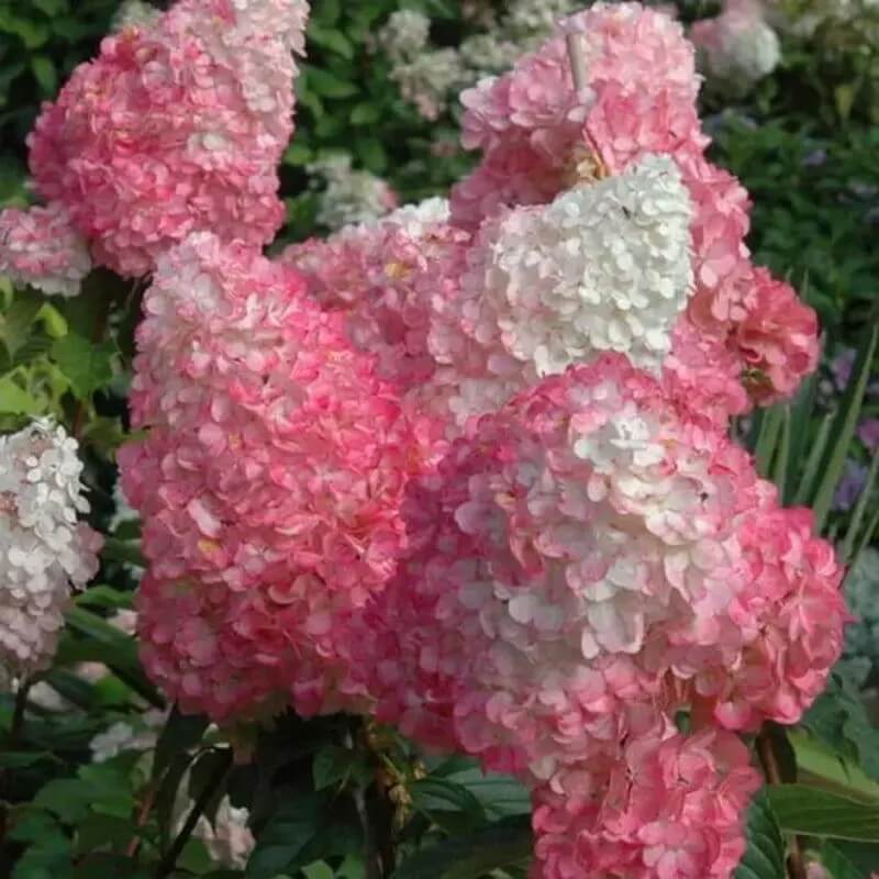 5 Hydrangea Seeds β Garden-Ready Perennial Beauty