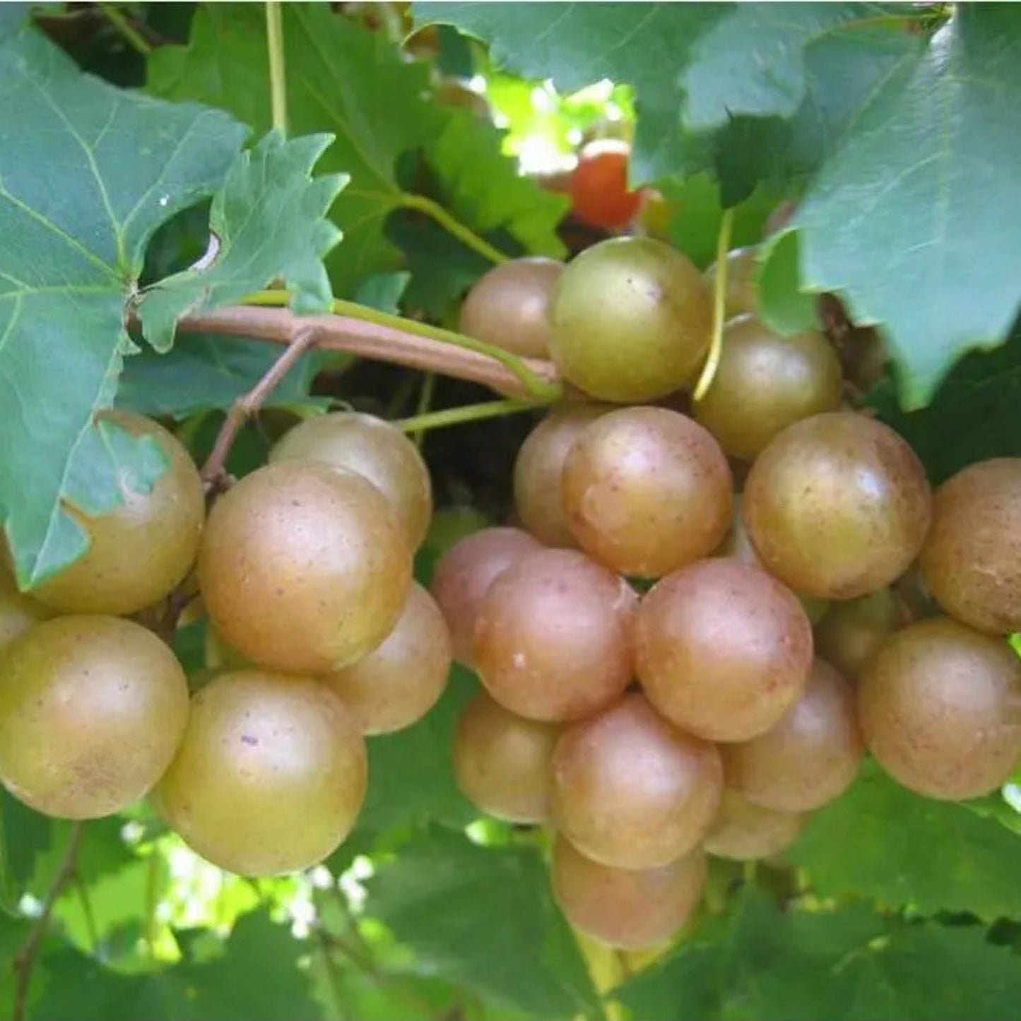 15 Bronze Muscadine Grape Seeds
