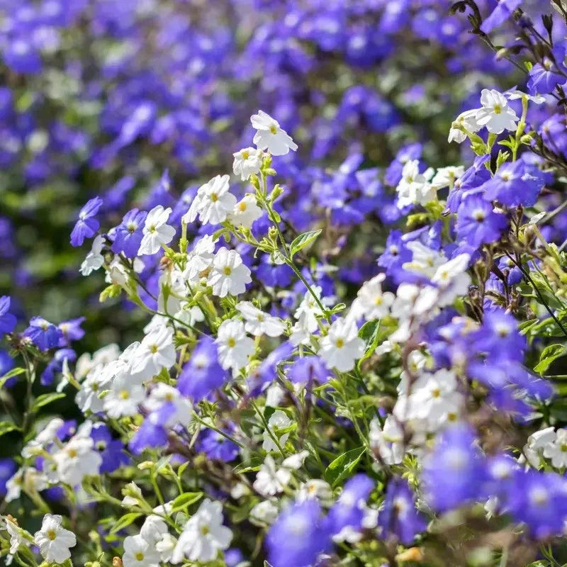 Close-up of white and purple flowers in a garden setting