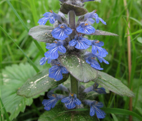 10 Bugleweed - Ajuga Reptans Seeds