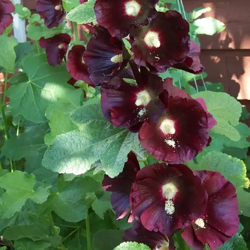 25 Burgundy Red Hollyhock Seeds