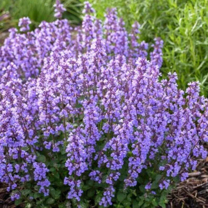 200 Catmint - Nepeta mussinii Seeds