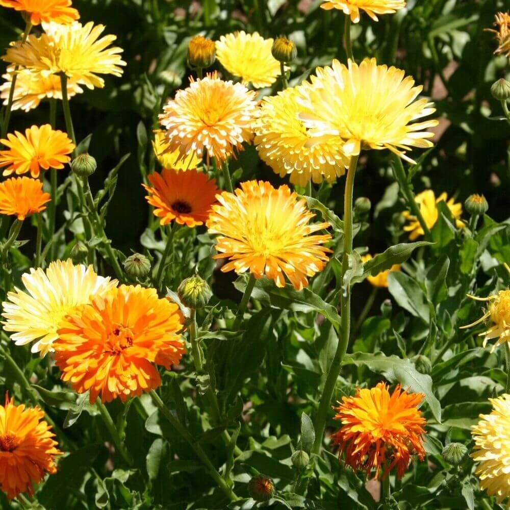 250 Calendula Pacific Beauty Seeds - Mix