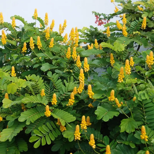 Candle Bush Shrub Seeds โ Senna alata | Golden Candlestick Flowers
