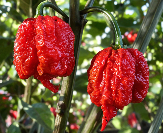 Two red Carolina Reaper chili peppers on a plant with a blurred green background