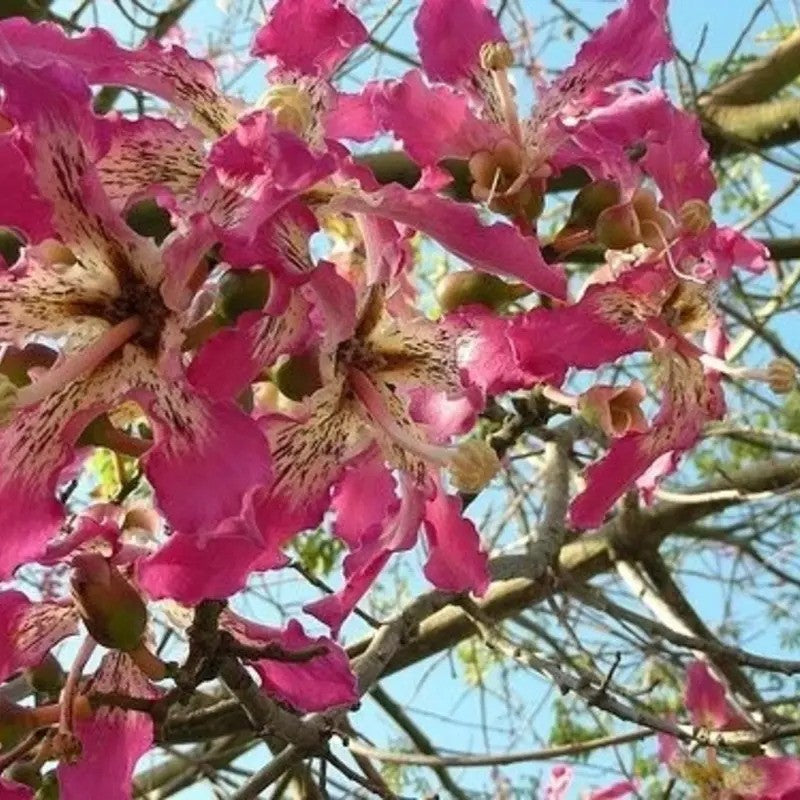 Close-up of pink flowers with a clear blue sky background