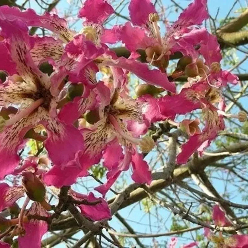 Close-up of pink flowers with a clear blue sky background