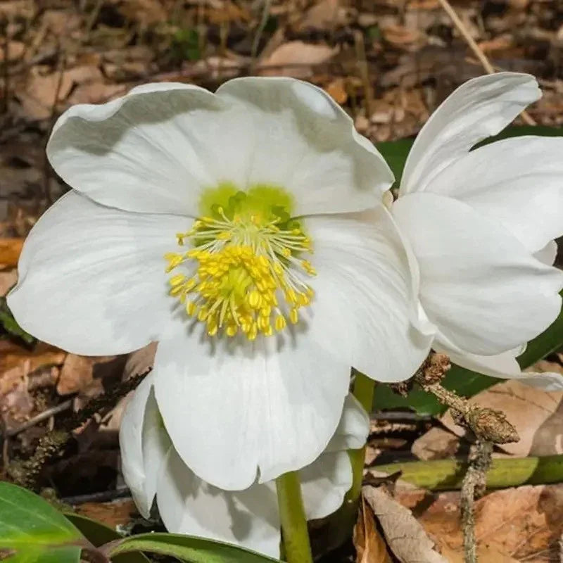 White flower with yellow center on a natural background