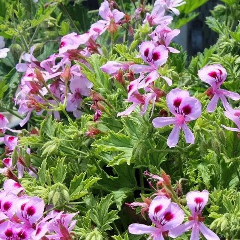 Citronella Flowers in Full Bloom β Fragrant Mosquito-Repelling Plant