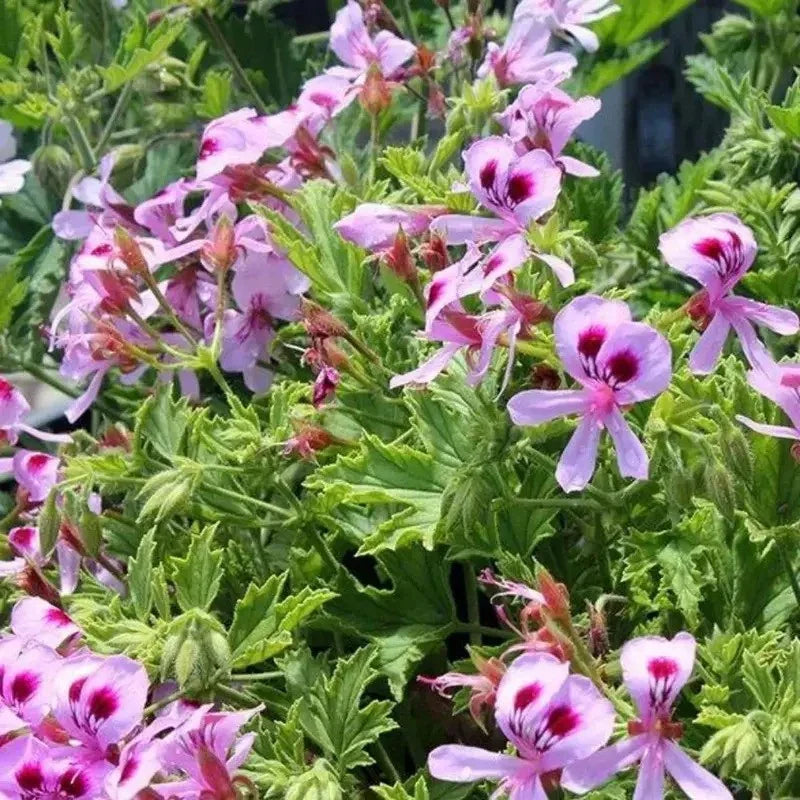 Citronella Flowers in Full Bloom β Fragrant Mosquito-Repelling Plant